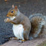 Squirrelzzz 4