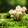 Mushyrooms