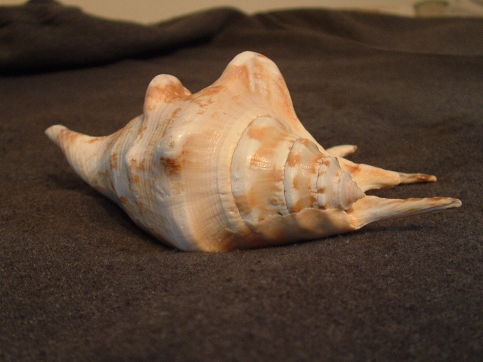 Dracoart-Stock Sea Shell 4