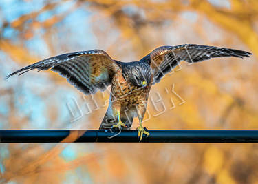 Hawk Stock 2