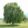 Willow Tree