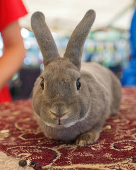 Rabbit