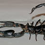 Scorpion 4