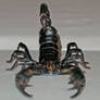 Scorpion 6