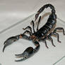 Scorpion 8