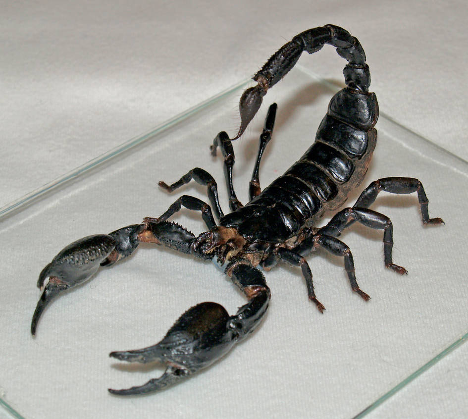 Animals scorpions. Pandinus Imperator. Императорский Скорпион. Черный Королевский Скорпион. Heterometrus cyaneus.