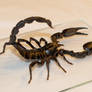 Scorpion 11