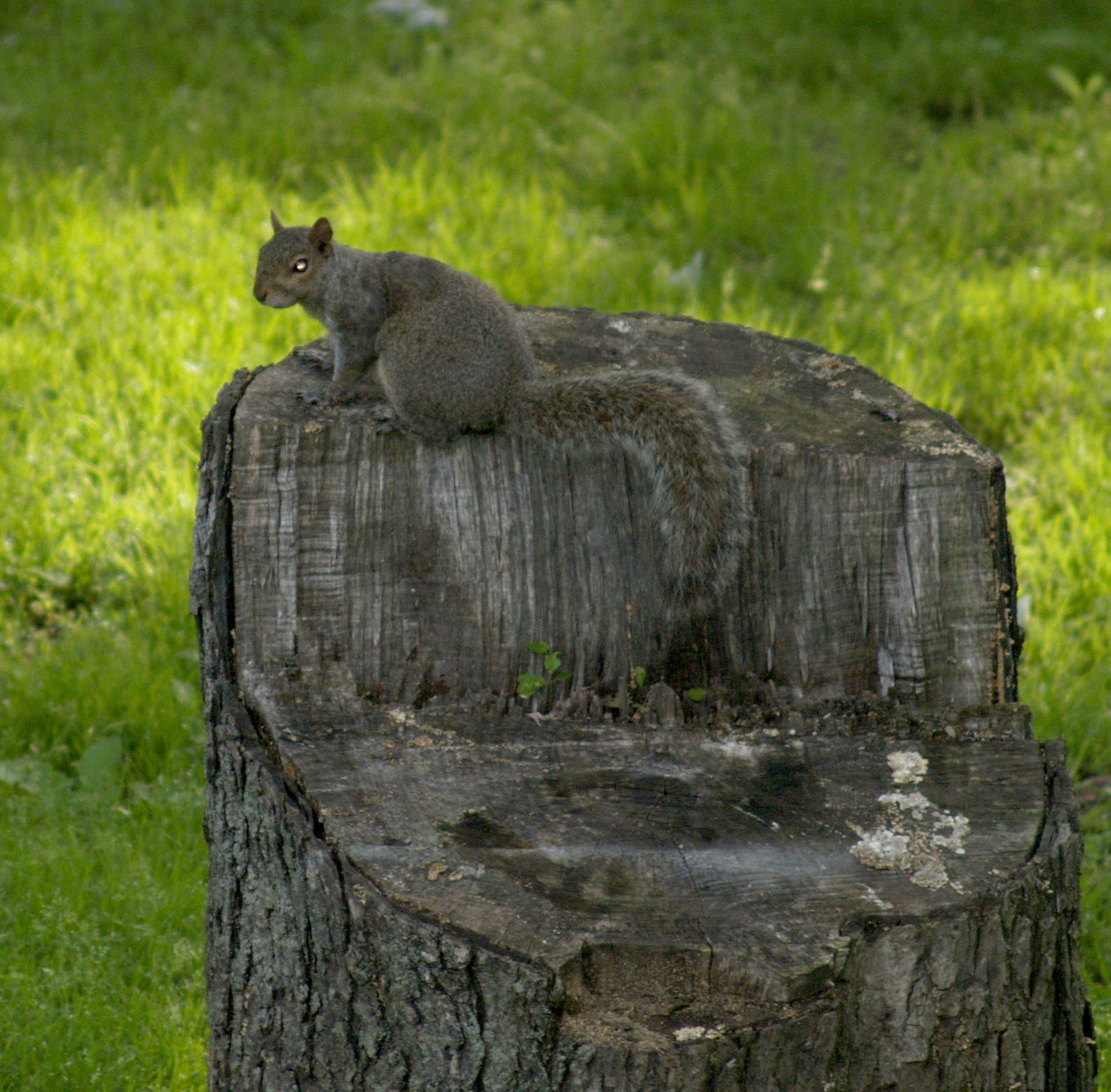 Squirrel 3