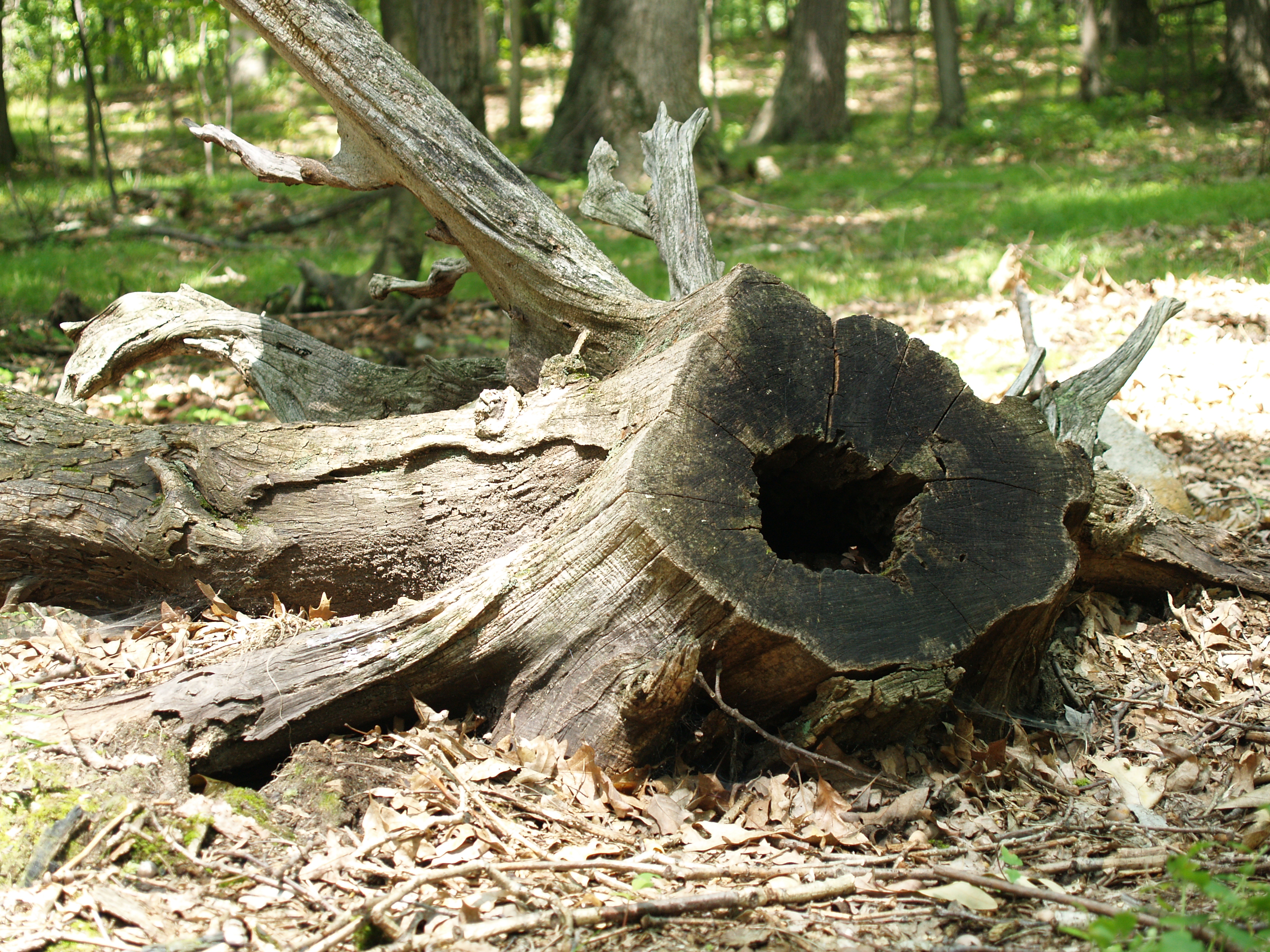 Tree Stump 2