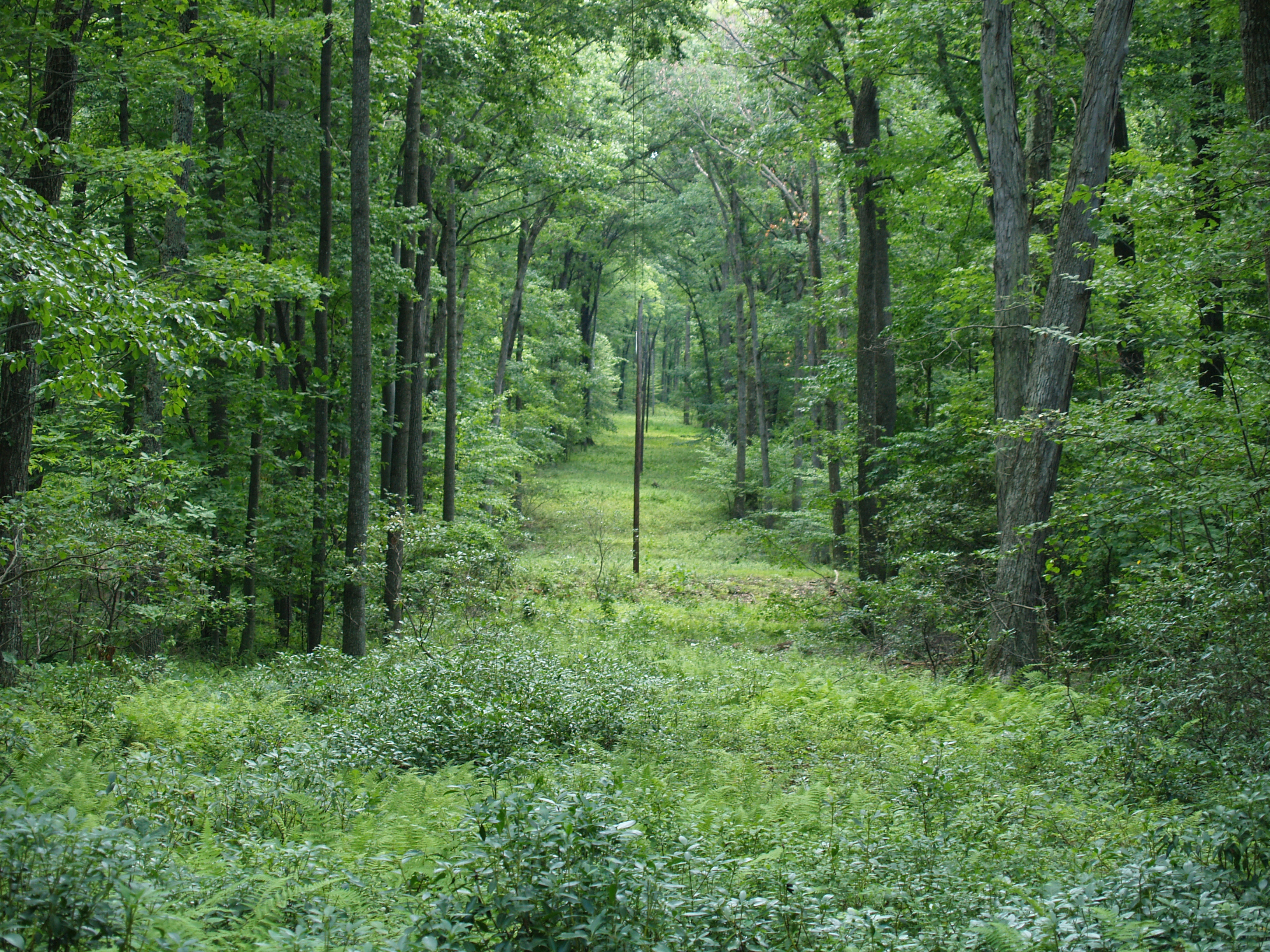 Hall of Trees