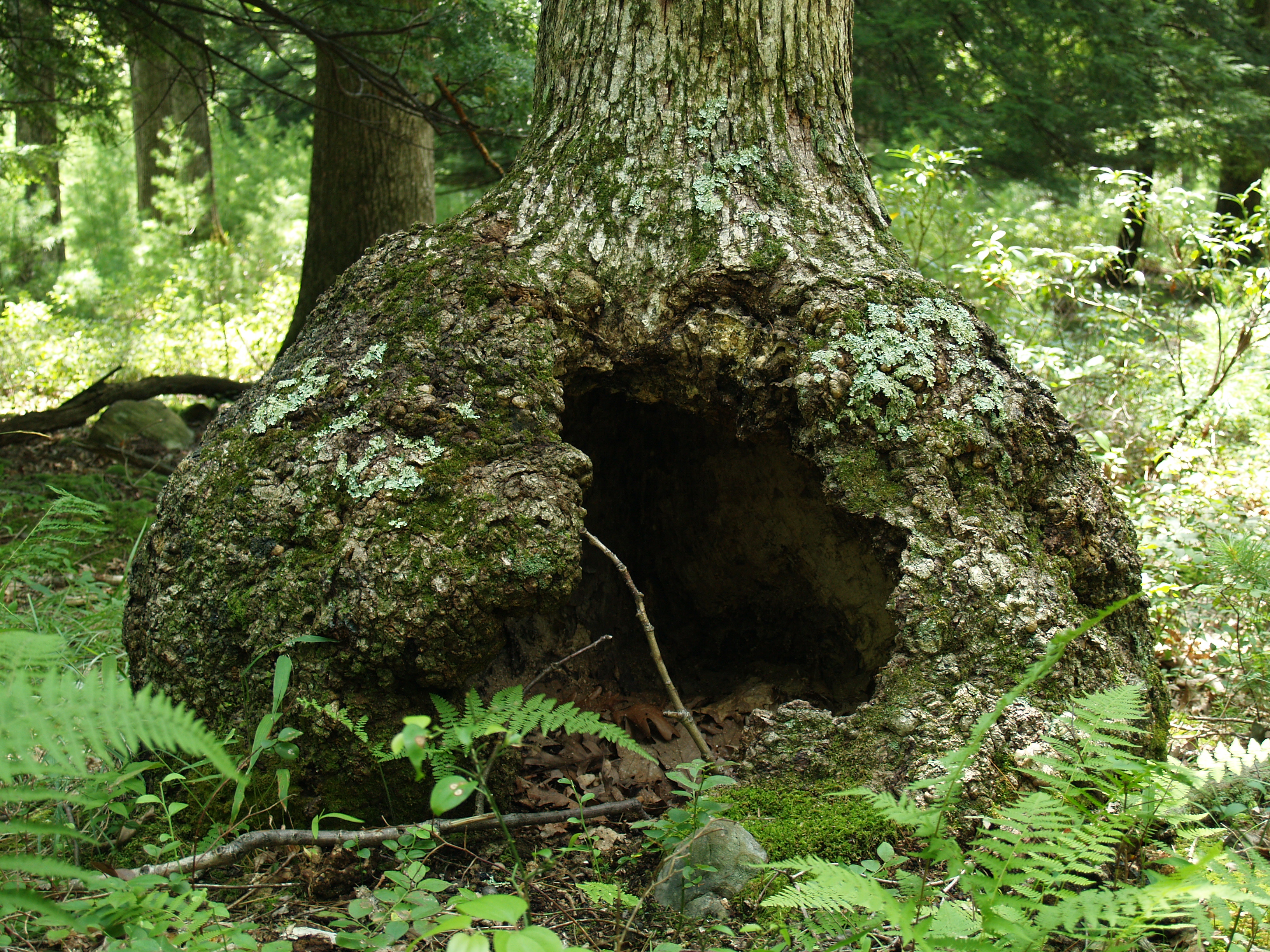 Hollow Tree