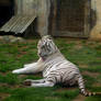 White Tiger at G.A.