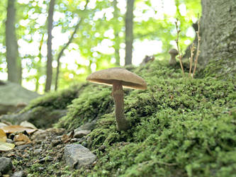 Mushrooms 13 by Dracoart-Stock