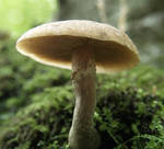 Mushrooms 15