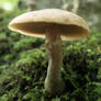 Mushrooms 17