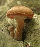 Mushrooms 19 by Dracoart-Stock