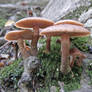 Mushrooms 24