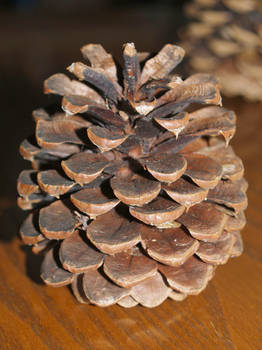 Pine Cones 8