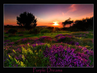 Purple Dreams