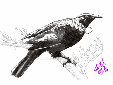 Tui bird Digital sketch