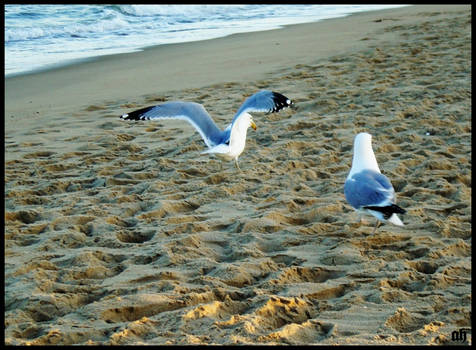 seagulls