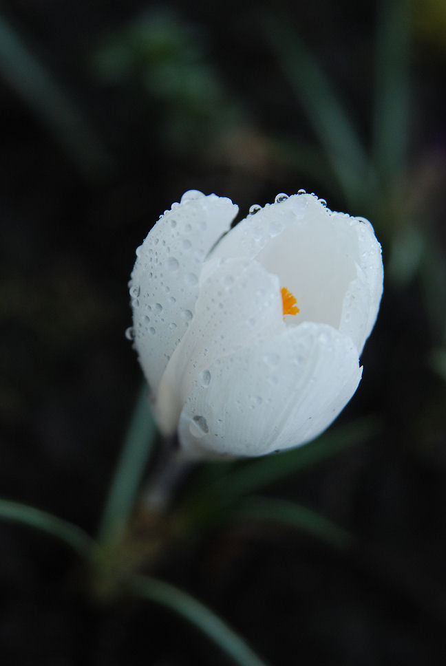 White Crocus