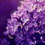 Lilac power