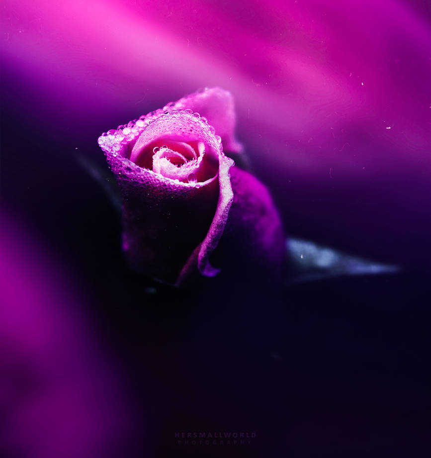 Lovely rose. by Hersmallworld