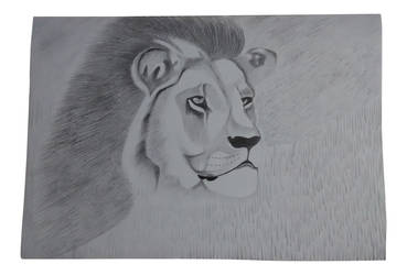 Lion the king, my drawing.