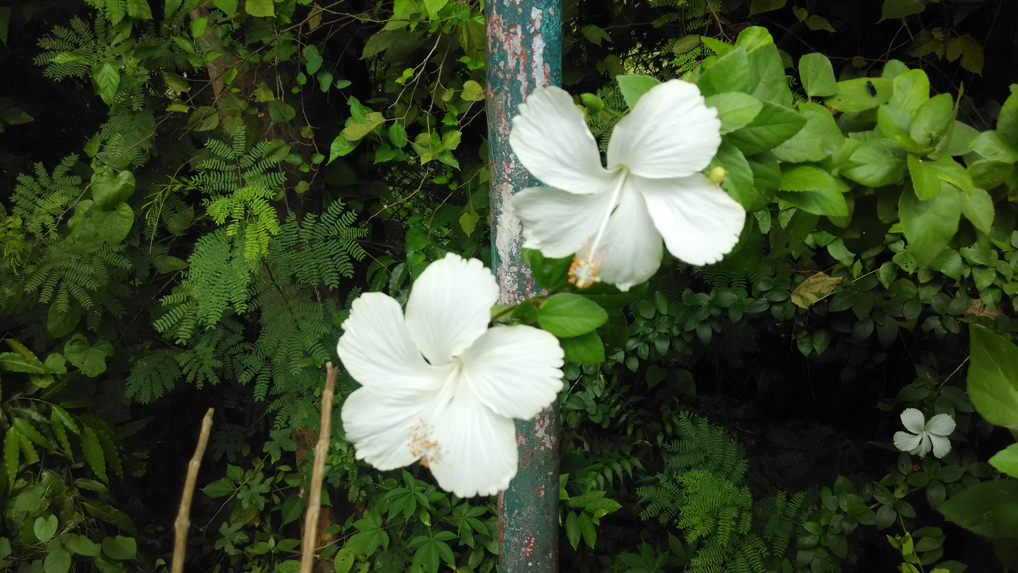 Beautiful flowers,Captured with my mobile.