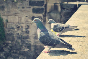 Pigeons