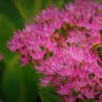 Honey Collectors