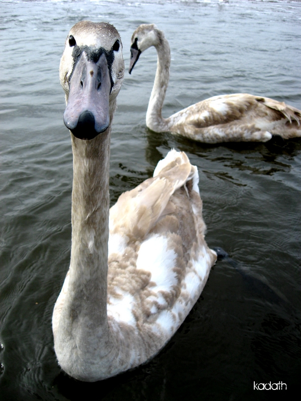 swans