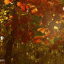 colors of autumn