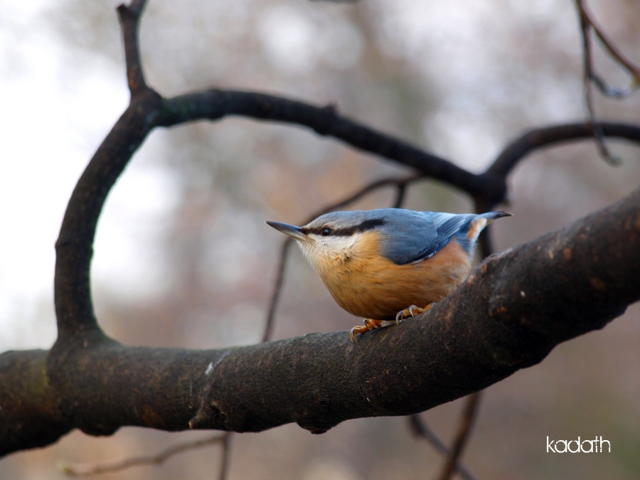 Nuthatch