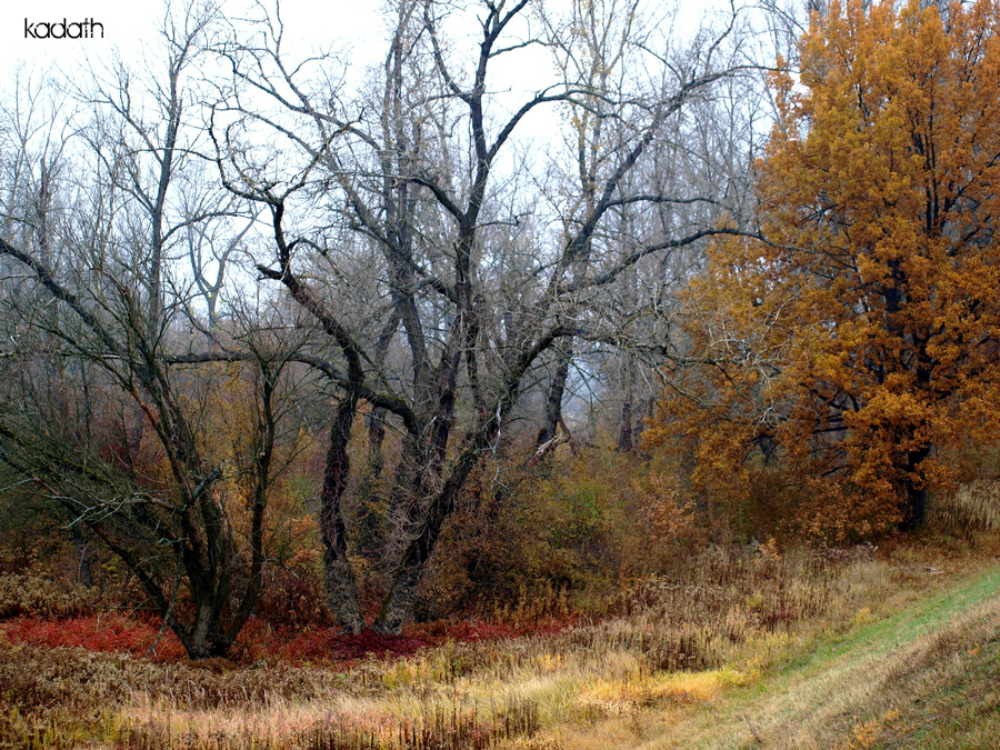 the bleeding tree