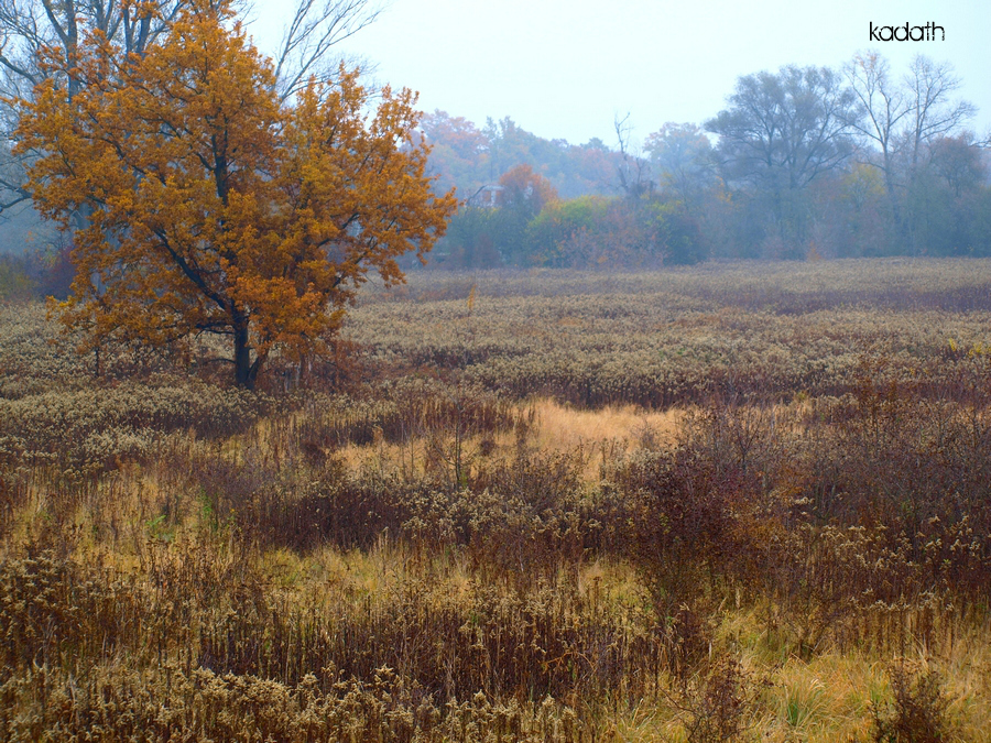 autumn morning