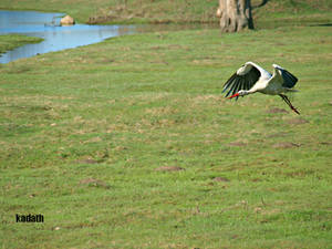 White Stork