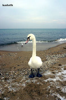 Swan