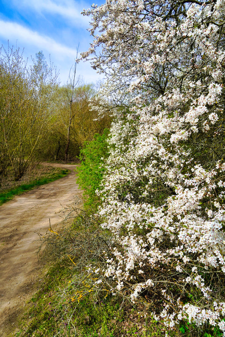 Spring Path Platinum The Spring Path by k-a-d-a-t-h on DeviantArt