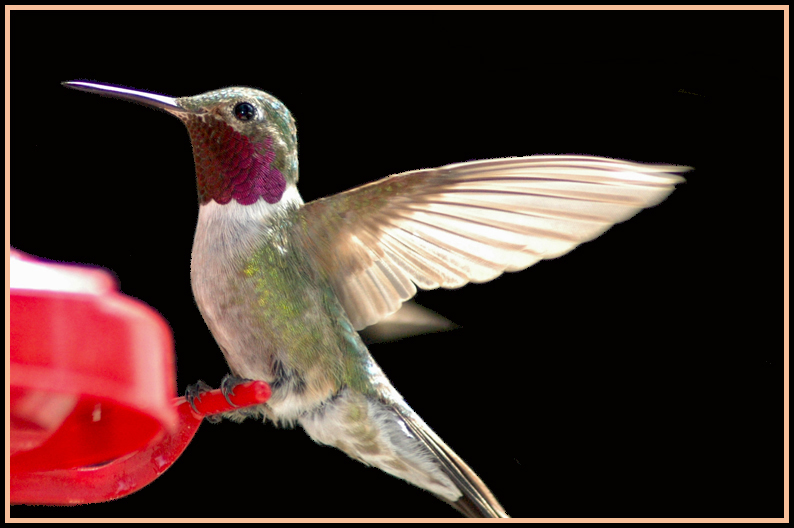 Ruby throat humming bird