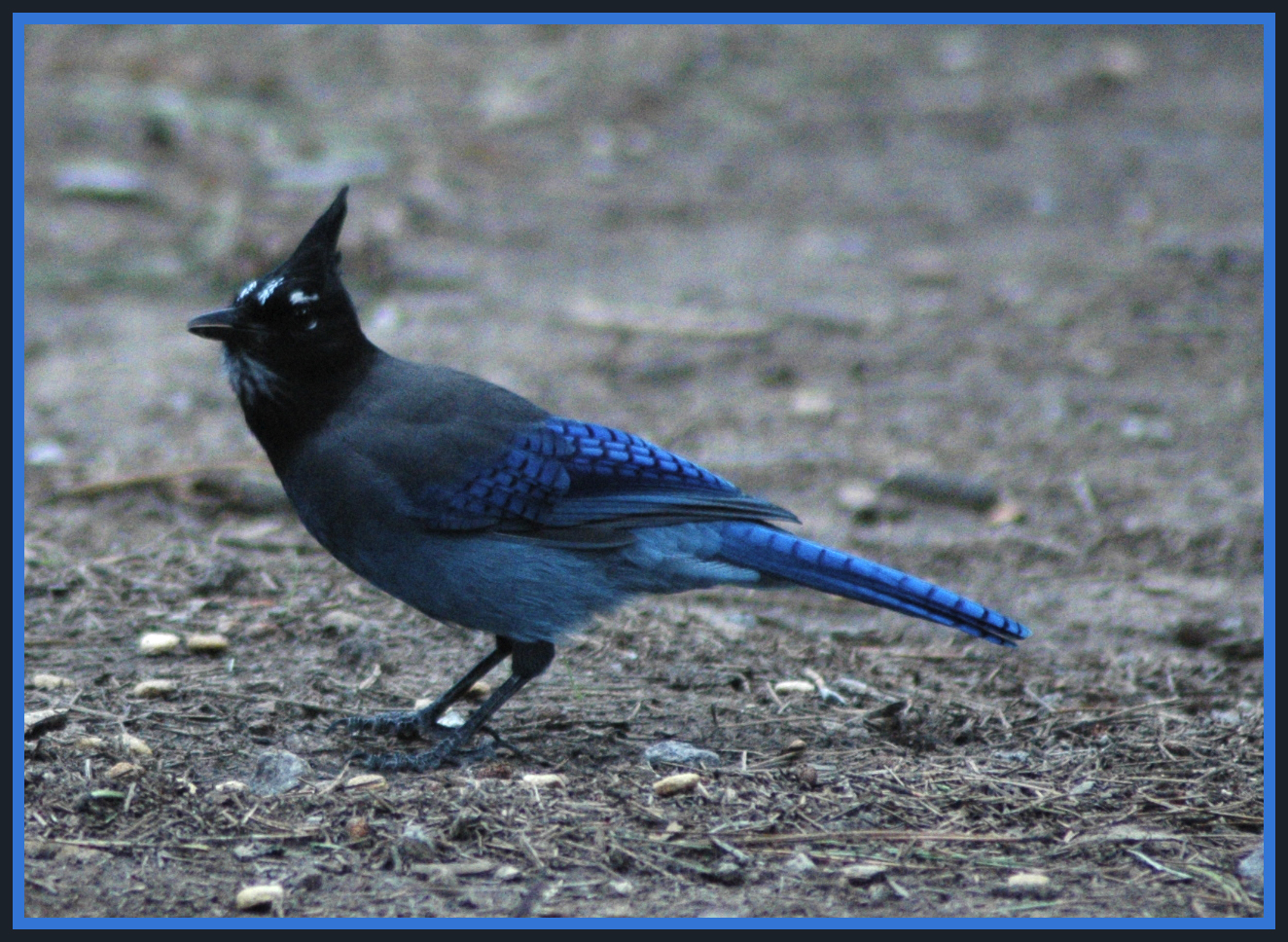 Steller jay