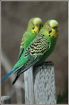 budgie buddies by Cmac13