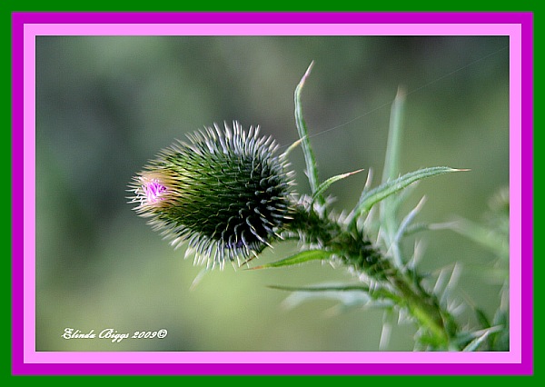 Flag Rock Thistle