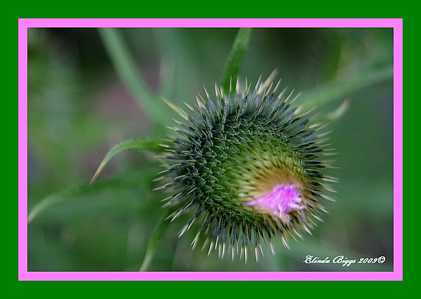 Another Thistle