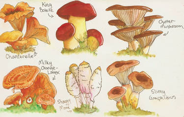 Mushroom Studies