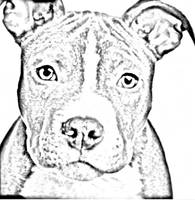 Pitbull Sketch