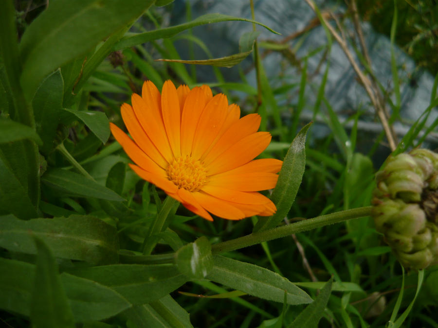 orange flower