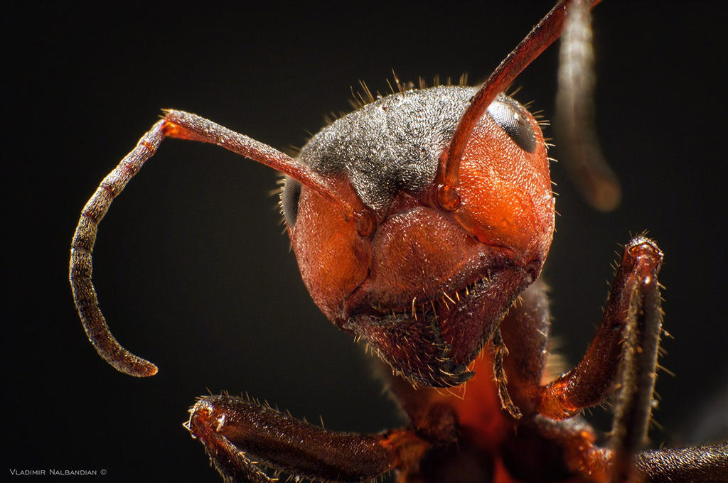 Ant by Nalby1981