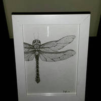 dragonfly sketch 